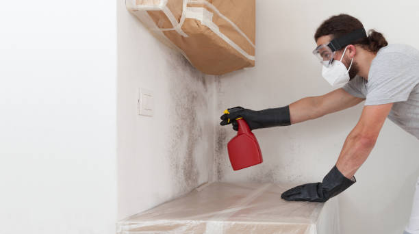 Professional Basement Mold Removal technician working in Buies Creek, NC