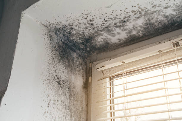 Affordable Basement Mold Removal solutions in Buies Creek, NC
